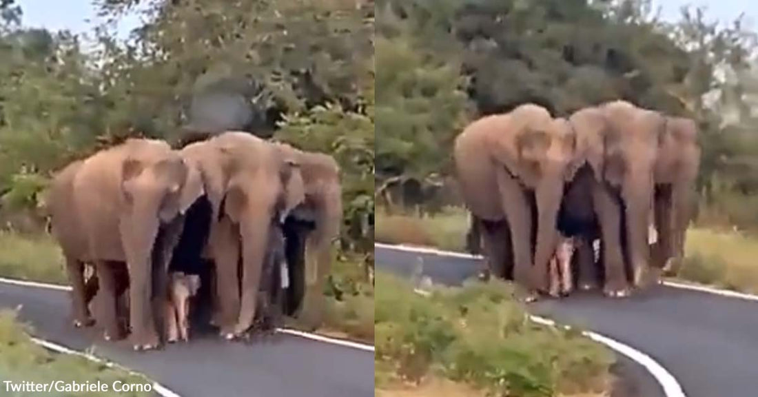 Pink Baby Elephant Receives the Best Protection from the Adults of Its Herd in This Video