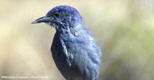 Pinyon Jays Face Extinction as Forests Shrink Across the West