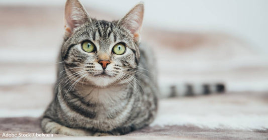 Cat Rescued From 30 Feet Up in a Tree