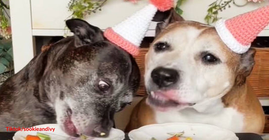 Famous Pit Bull Sisters Celebrate Birthdays with Cakes Full of Love