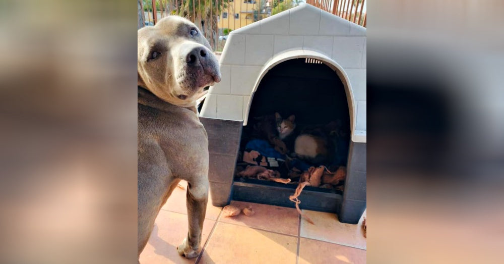 Kind Pit Bull Offers His Doghouse To Pregnant Stray Cat And Stands Guard As She Has Her Kittens