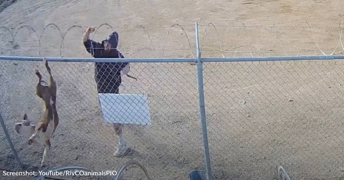 Pit Bull Found Alive After Heartless Owner Throws Him Over Razor Wire ...