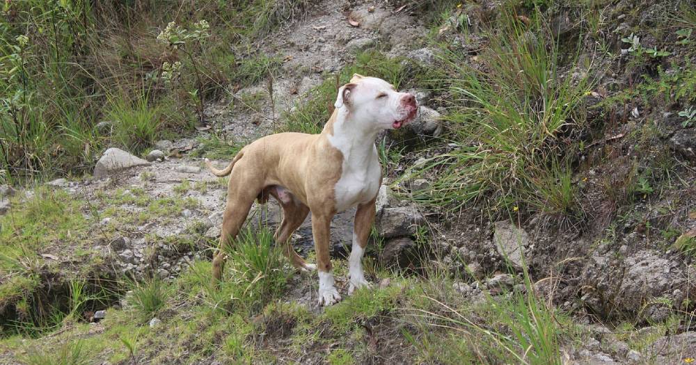 Special Agent Saves Pit Bull from Clearlake, California