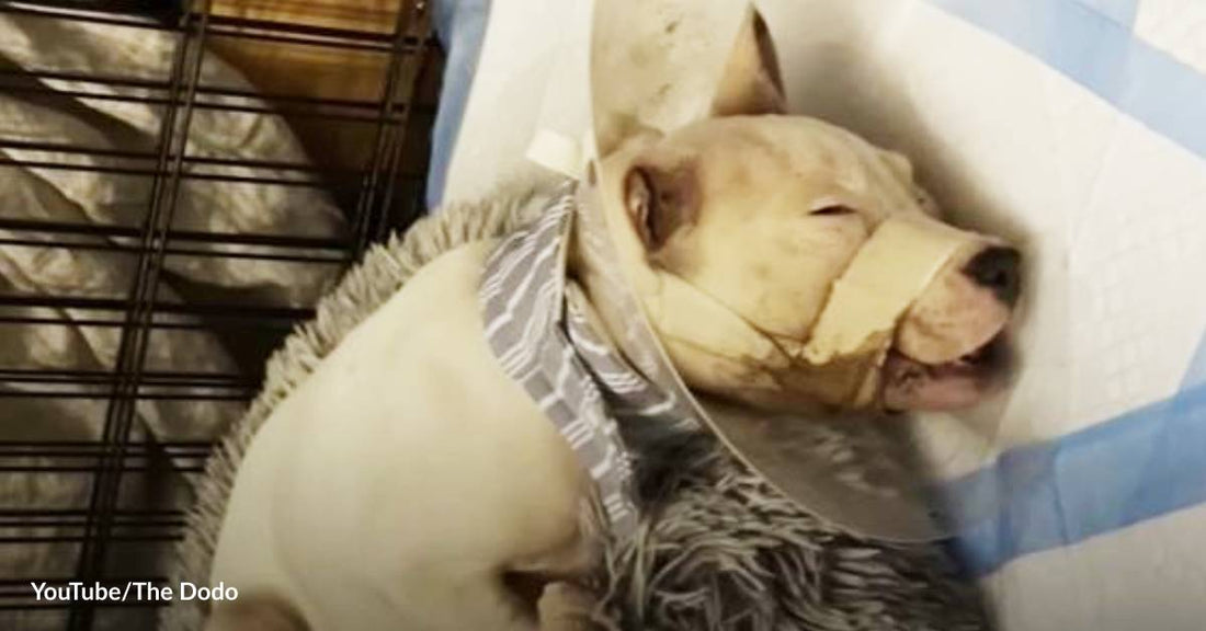 Found on a Roadside with a Broken Jaw, Pit Bull Puppy Gets Her Second Chance at Love and Happiness