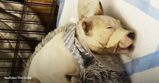 Found on a Roadside with a Broken Jaw, Pit Bull Puppy Gets Her Second Chance at Love and Happiness