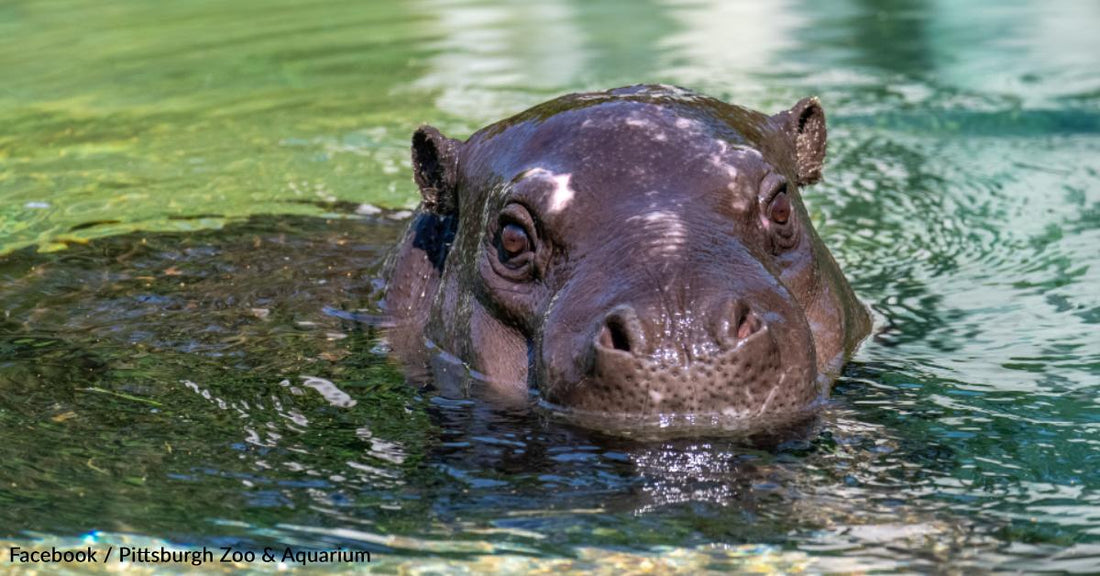 Hadari, the Young Pygmy Hippo, Lands at the Pittsburgh Zoo