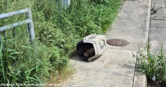 A pet carrier lies on a sidewalk, surrounded by tall grass and weeds.