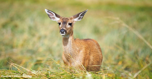 Wildlife Officials Warn About a Halloween Decoration Dangerous to Deer