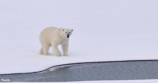 New Tracking Method Uses Animal Footprints to Unlock DNA Secrets