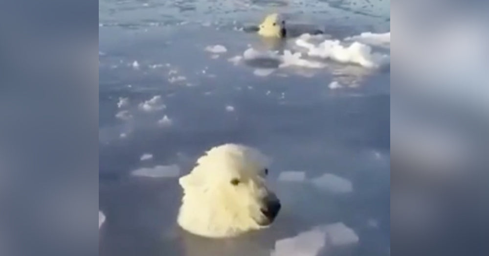 See This Mother Polar Bear's Genius Solution To Helping Her Cub Swim Under The Ice