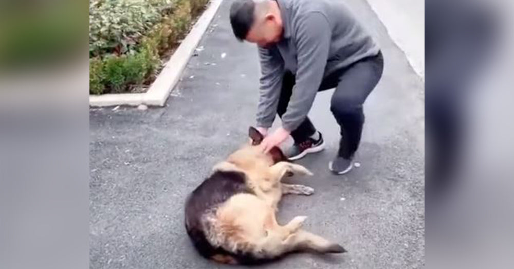 Retired Police Dog Starts Crying When She Meets Her Former Partner