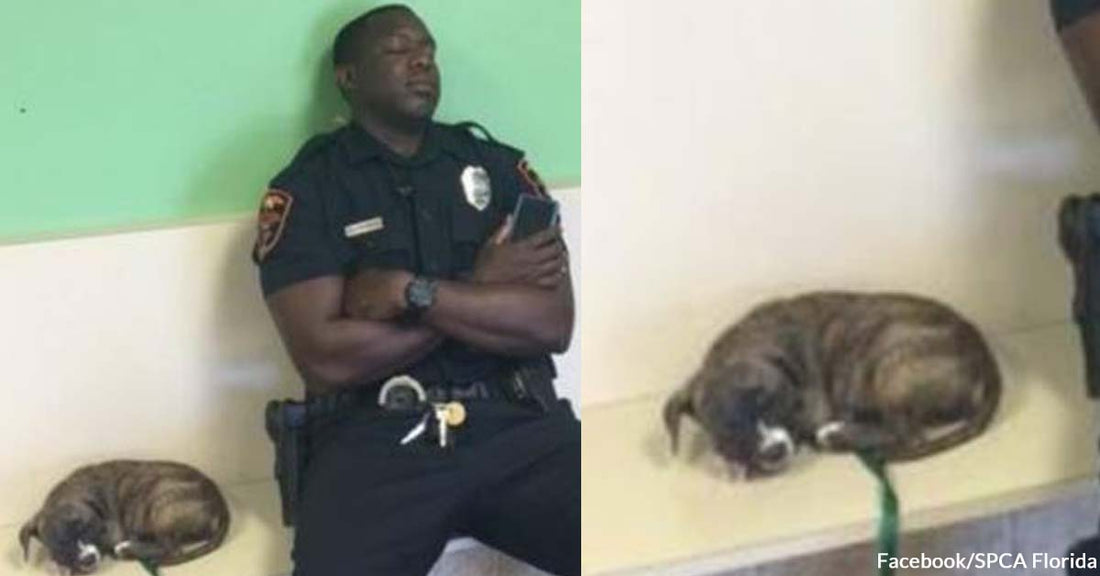 Netizens Applaud the Efforts of a Police Officer to Protect and Care For a Stray Puppy