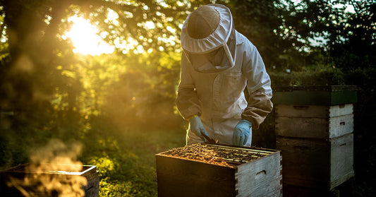 Beekeeper wearing a veil and gloves examines a hive box glowing in warm evening light.