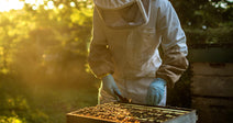 Beekeeper wearing a veil and gloves examines a hive box glowing in warm evening light.