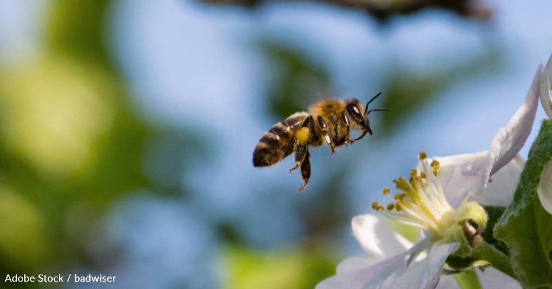 Pollinator Loss Lowers Healthy Crop Production, May Lead to Hundreds of Thousands of Excess Deaths