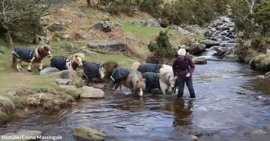 Woman From Europe Shares The Countryside Adventure with Her Beloved Six Ponies in a Comforting Video