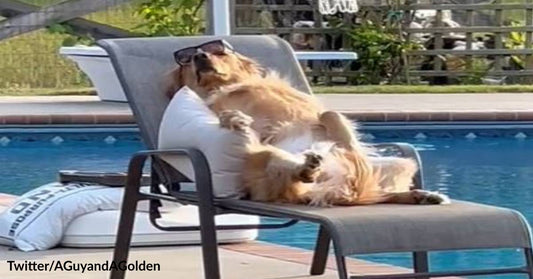 Guard Dog Loves Sunbathing on a Lounger by the Pool While on Duty