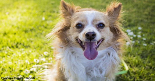 Dog Rescued On a Leisurely State Park Drive, Lives with Family for 19 Years