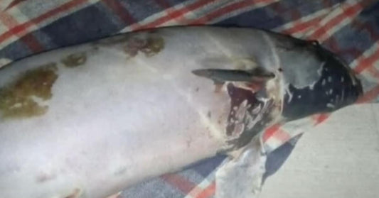 An Extinction Alert Is Issued for the Vaquita Porpoise
