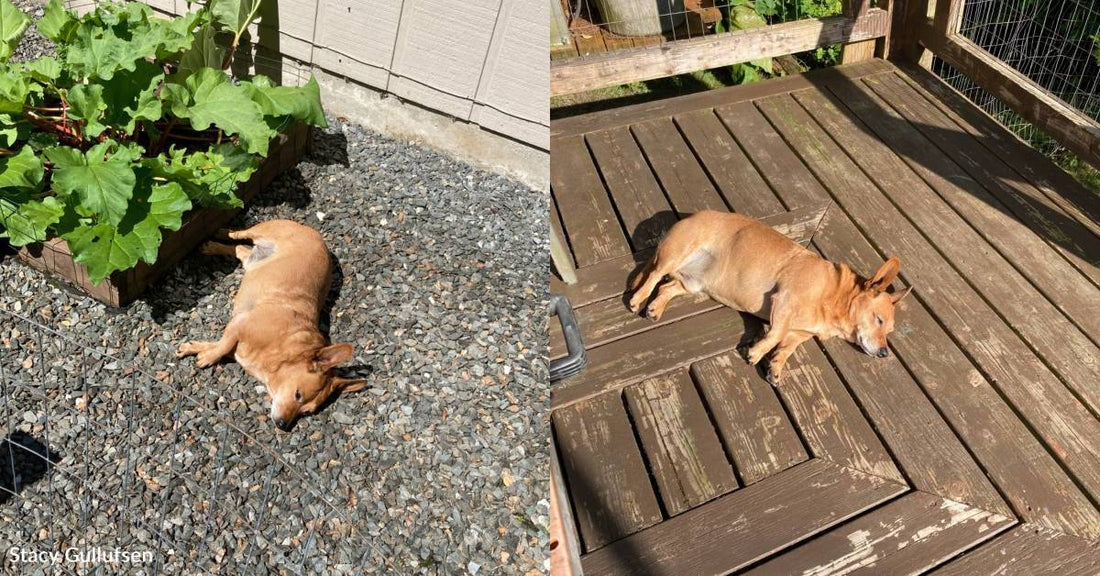 Alaskan Dog Makes the Most of the Short Summers By Sunbathing As Much As Possible