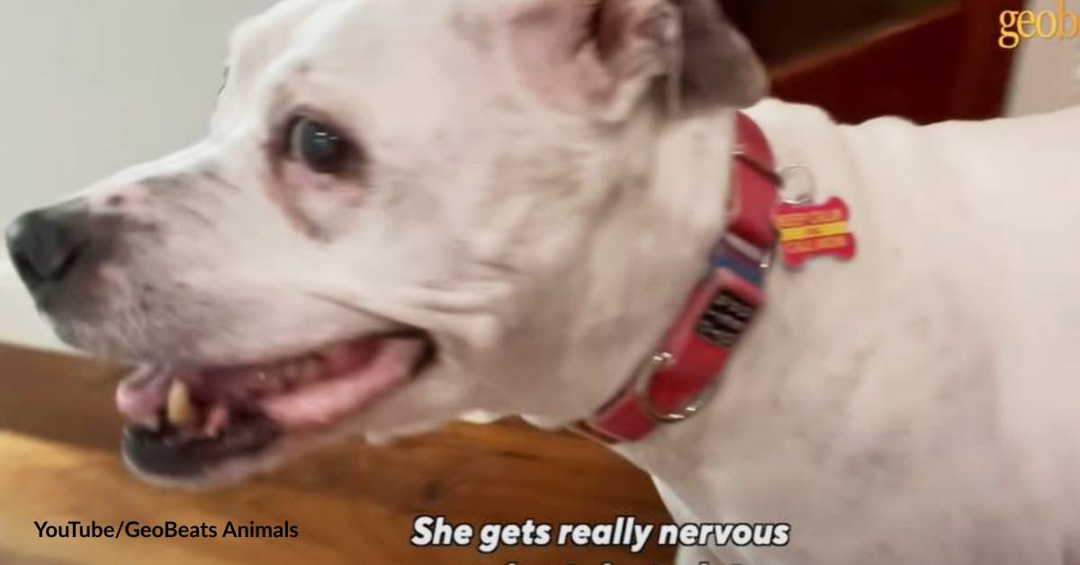 A closer look at Signs Of Dementia In Dogs Grazing