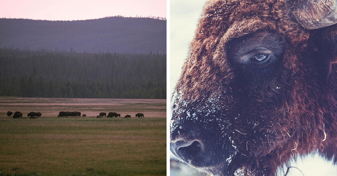 Split image showing a distant bison herd at dusk beside a close-up portrait of a bison’s face in winter.