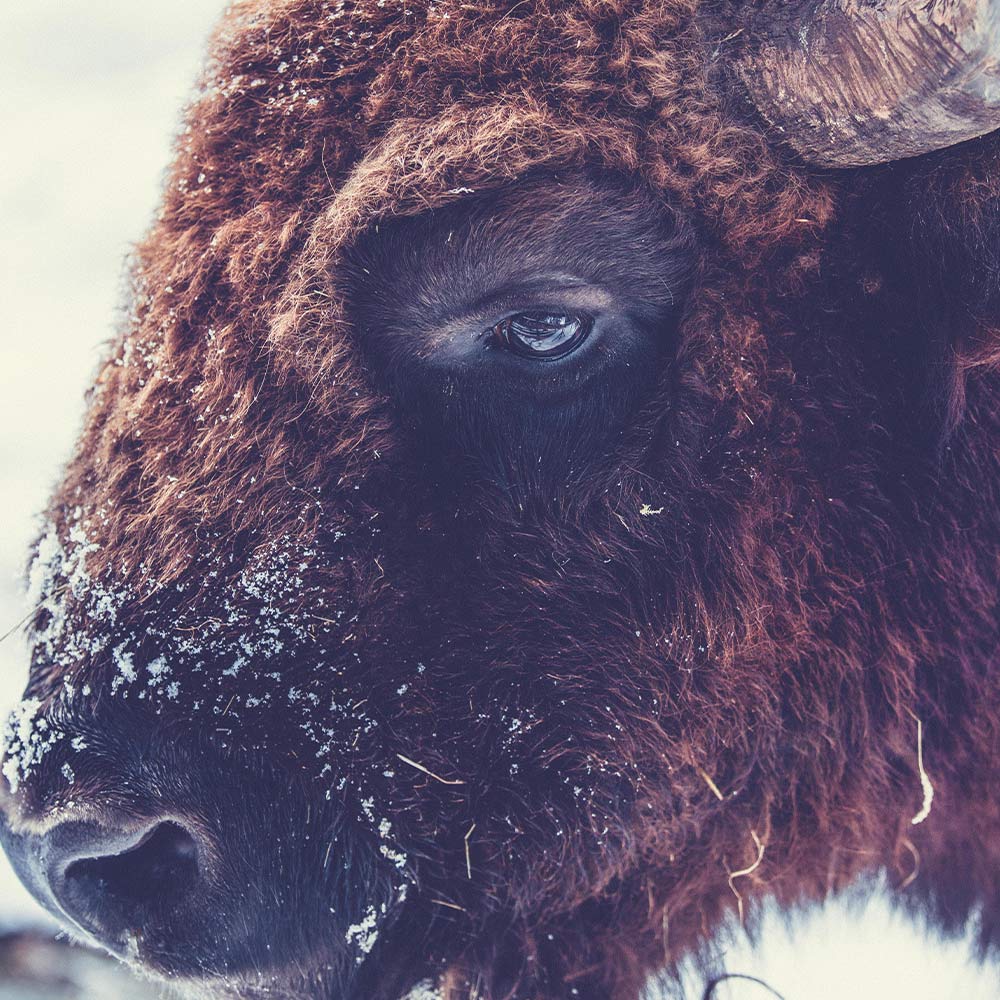 Save American Bison From Public Land Eviction
