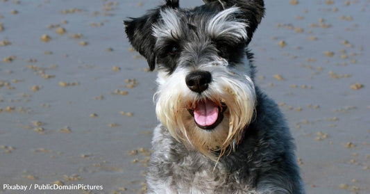 Scared Dog and Her New Human with Depression Help Build Each Other Up