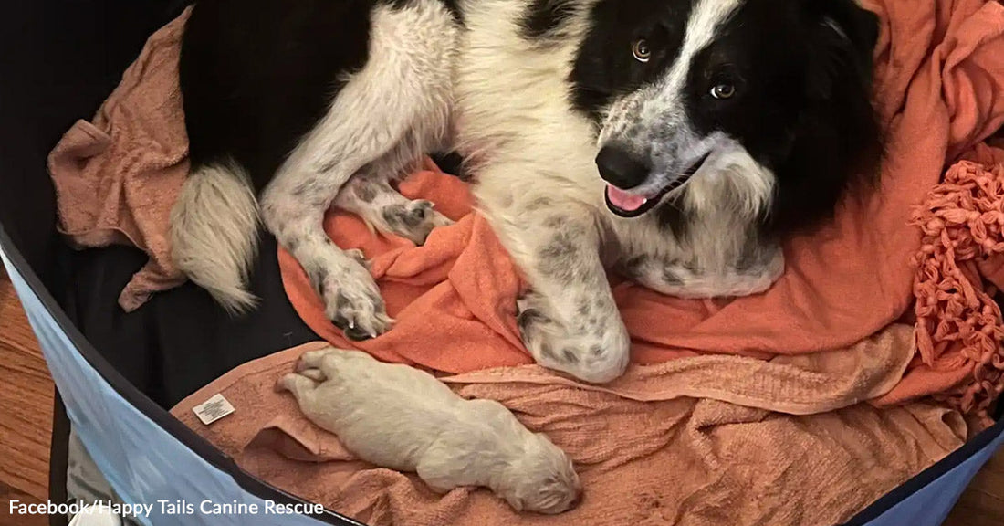 Close-up of a newborn puppy sleeping on an orange towel inside a whelping pool beside its black-and-white mother.