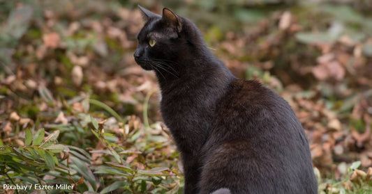 Cat Saves the Day When Her Home is Being Burglarized