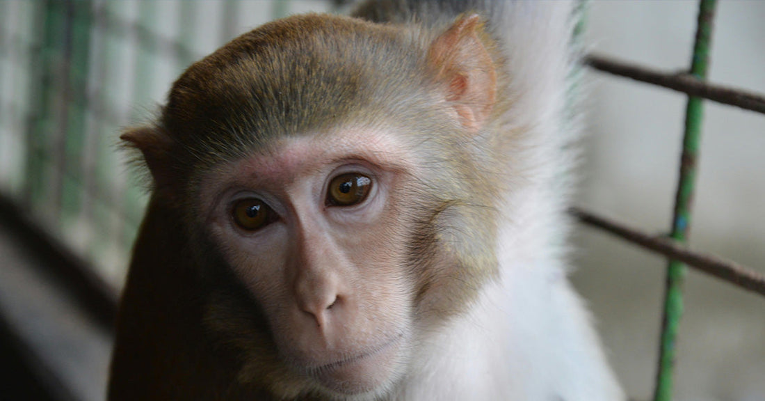 A rhesus macaque with large, expressive eyes stares out from behind cage bars.