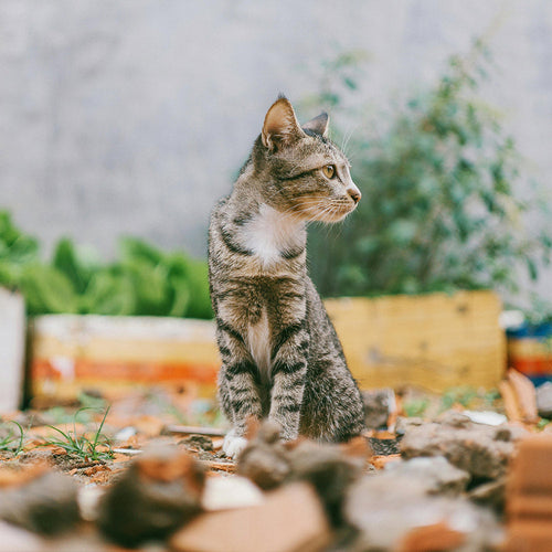 End The Cycle Of Cruelty And Save Community Cats Through TNR