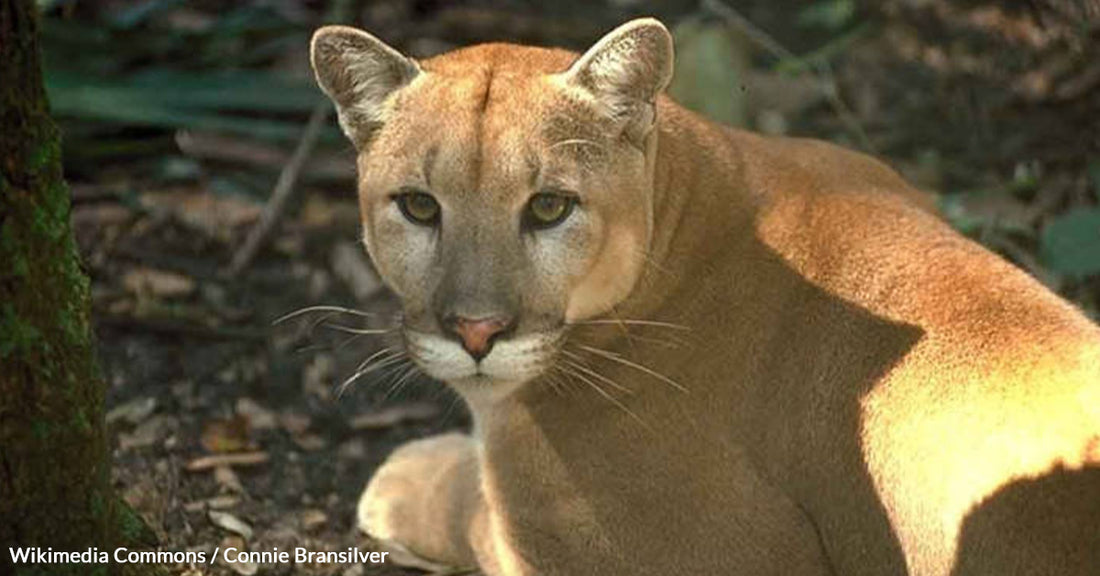 Endangered Florida Panthers in Peril as Road Fatalities Surge