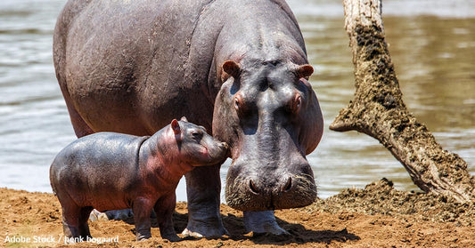 Urgent Measures Needed to Prevent the Extinction of Hippos, a Vital Species in African Ecosystems