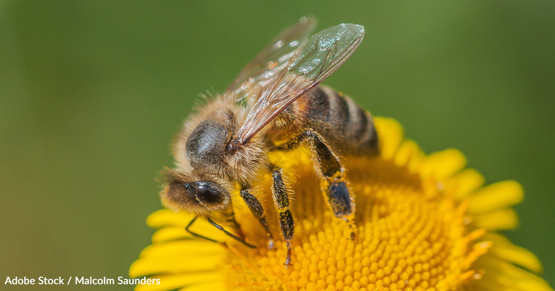 A New Honeybee Vaccine Could Save Pollinators From Disease, But They Still Need Our Help