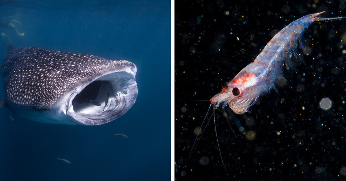 A whale shark swims forward with its huge mouth open wide in the blue ocean. A translucent Antarctic krill drifts in dark ocean water with tiny particles floating around it.