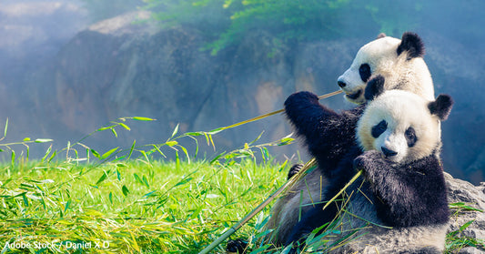 Here's Why The Giant Panda Is In Danger, And How You Can Help