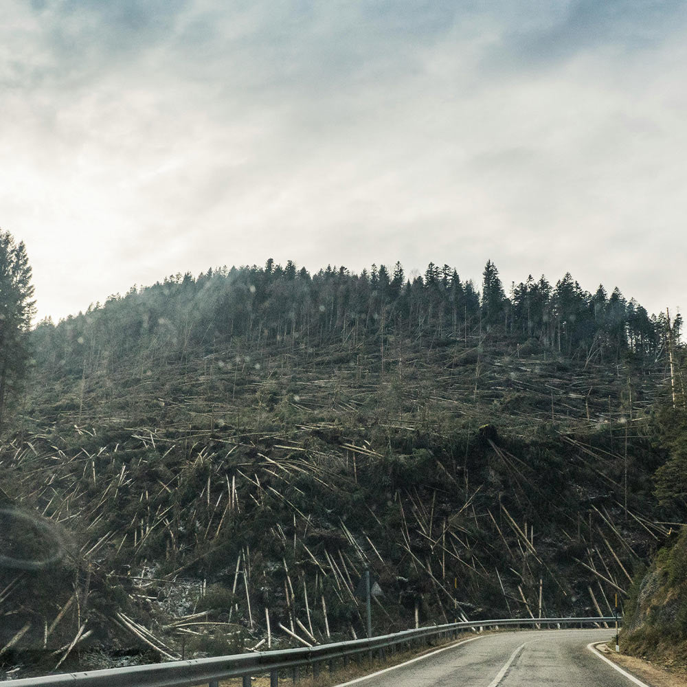 Stop Protected Forests From Being Sacrificed for Industry Profits
