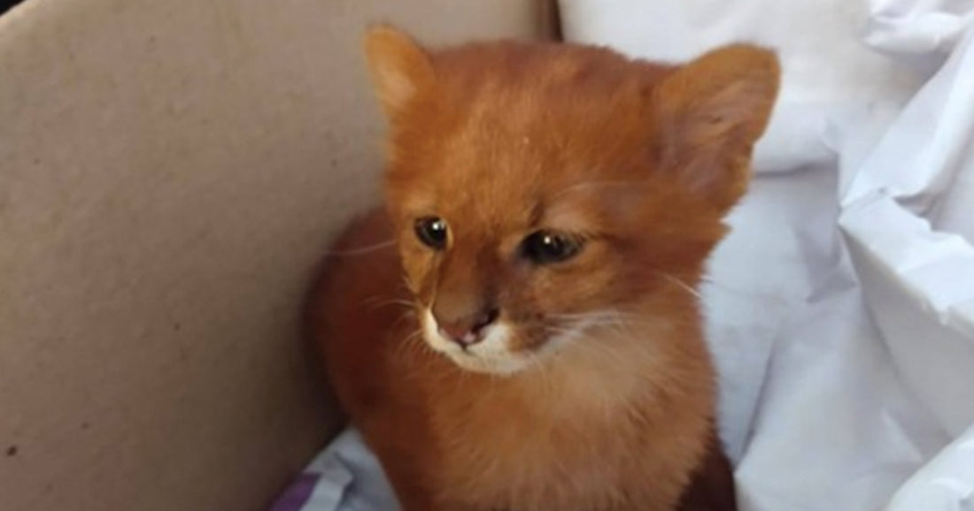 Woman Discovers Pet Kitten She Rescued Isn't What She Thought It Was