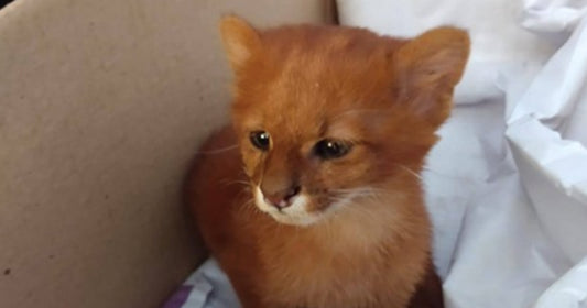 Woman Discovers Pet Kitten She Rescued Isn't What She Thought It Was