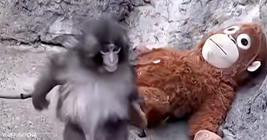 Generate alt text for the attached.