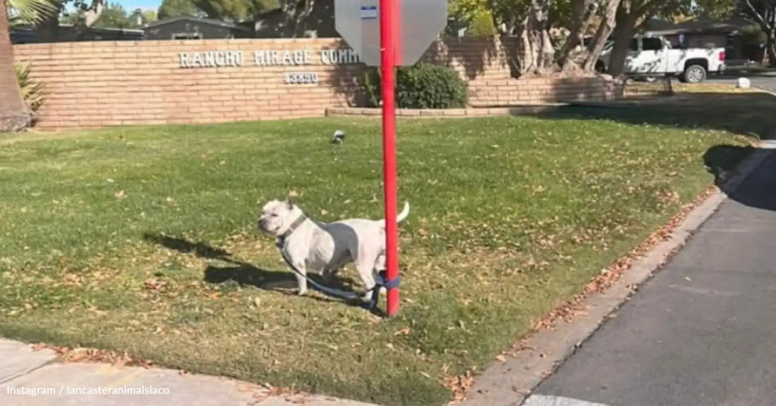 A muscular dog stands on a leash beside a residential street and fence.