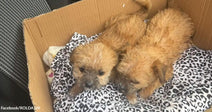 Close-up of two scruffy brown puppies nestled together in a box with a leopard-print blanket.