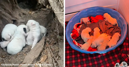 White puppies huddled inside a hollow tree trunk, next to the same puppies sleeping together in a blue plastic bed under a warm light.
