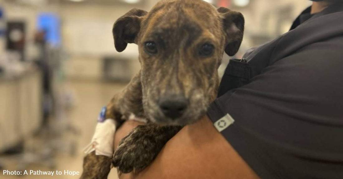 Pit Bull Puppy Needs Surgery To Regain Mobility After Hit And Run