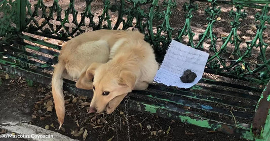 A dog rests on a bench next to a handwritten note.