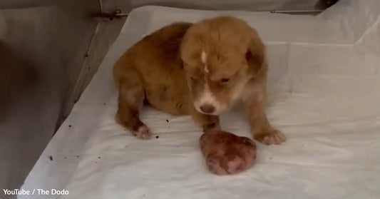 A small, brown puppy sits on a white blanket, curiously looking at a heart-shaped object.