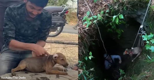 A Puppy’s Cry For Help Answered By Hardworking Rescuers