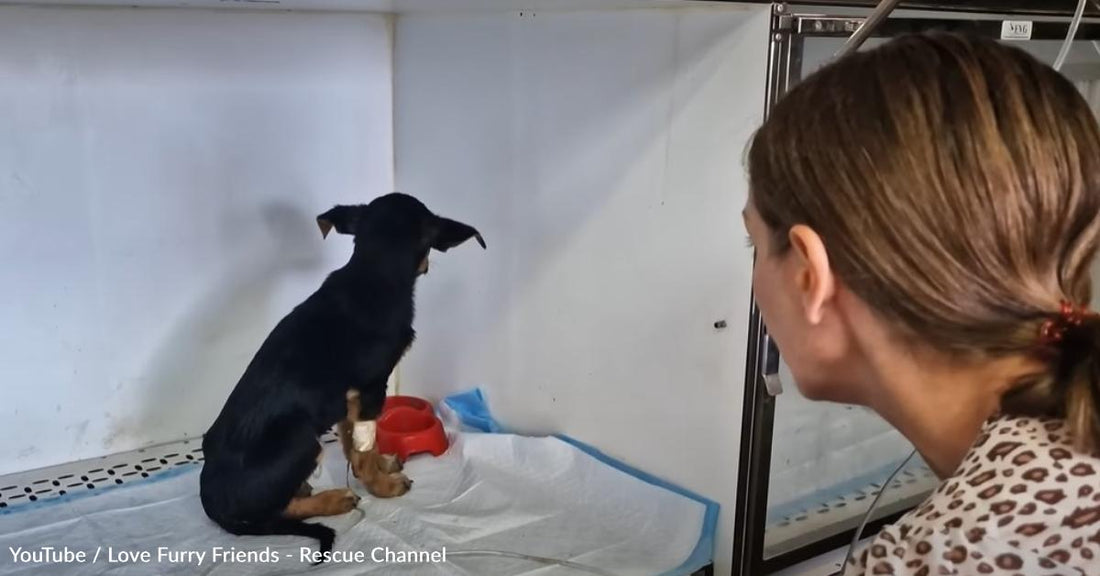 Little Puppy Faces the Wall in Fear Until He Is Finally Rescued