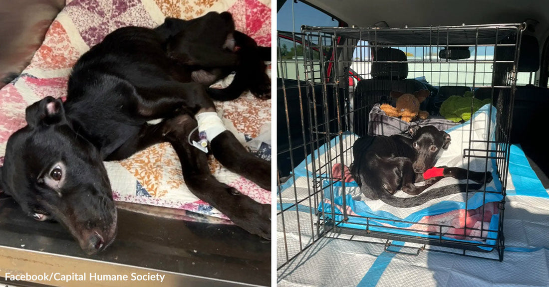 Black dog lying on a quilt with a bandaged front leg and medical line attached. Small black dog resting inside a wire crate in the back of a vehicle during transport.